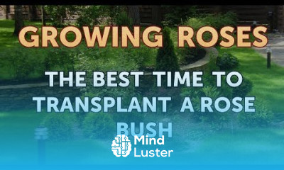 The Best Time to Transplant a Rose Bush