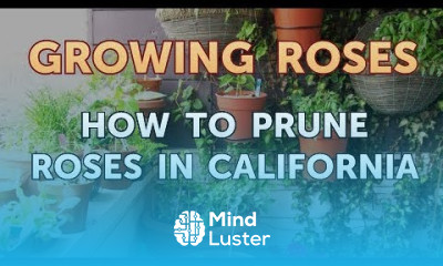 How to Prune Roses in California
