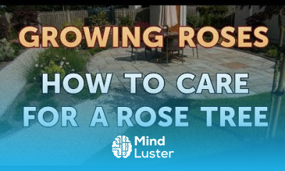 How to Care for a Rose Tree