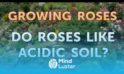 Do Roses Like Acidic Soil