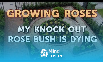 My Knock Out Rose Bush Is Dying