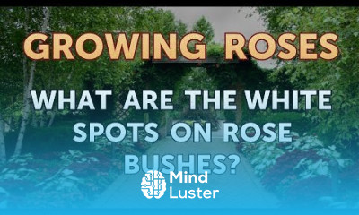 What Are the White Spots on Rose Bushes