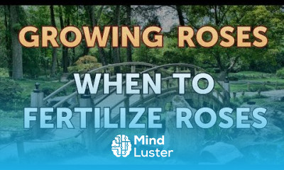 When to Fertilize Roses