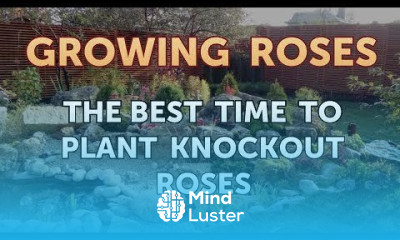 The Best Time to Plant Knockout Roses