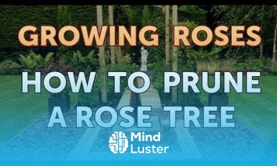 How to Prune a Rose Tree