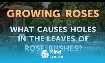 What Causes Holes in the Leaves of Rose Bushes
