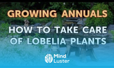 How to Take Care of Lobelia Plants