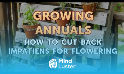 How to Cut Back Impatiens for Flowering