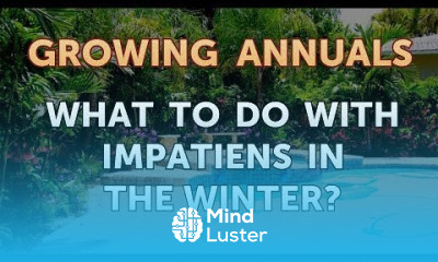 What To Do With Impatiens in the Winter