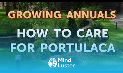 How to Care for Portulaca