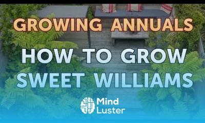 How to Grow Sweet Williams