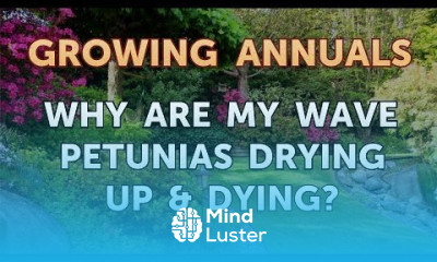 Why Are My Wave Petunias Drying Up Dying