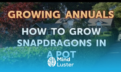 How to Grow Snapdragons in a Pot