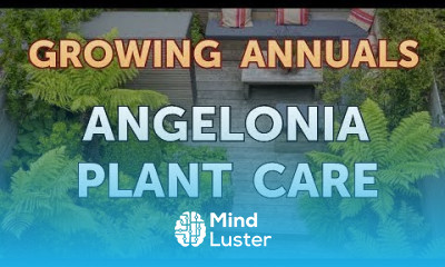 Angelonia Plant Care