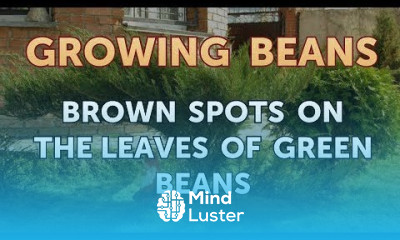 Brown Spots on the Leaves of Green Beans