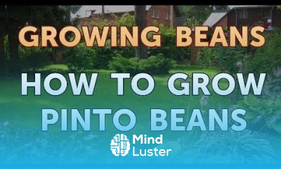 How to Grow Pinto Beans