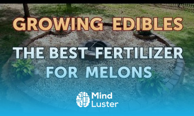 The Best Fertilizer for Melons