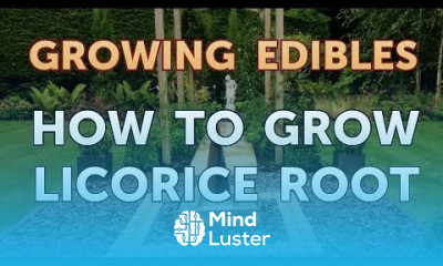 How to Grow Licorice Root