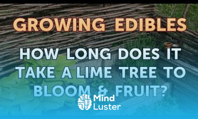 How Long Does It Take a Lime Tree to Bloom Fruit