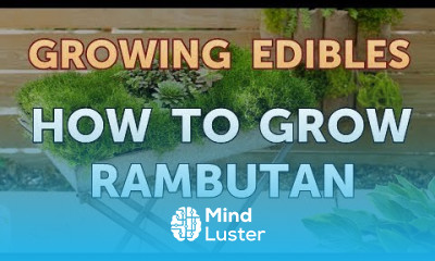 How to Grow Rambutan