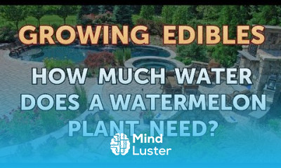 How Much Water Does a Watermelon Plant Need