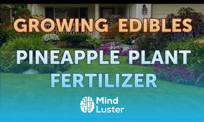 Pineapple Plant Fertilizer