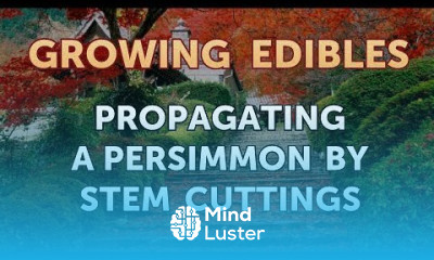 Propagating a Persimmon by Stem Cuttings