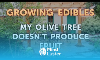 My Olive Tree Doesn t Produce Fruit