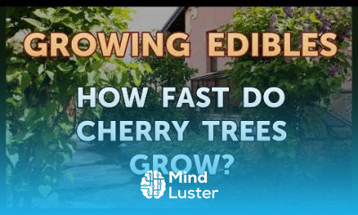 How Fast Do Cherry Trees Grow