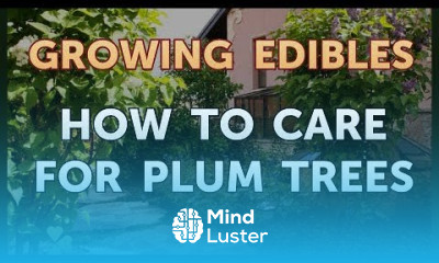 How to Care for Plum Trees