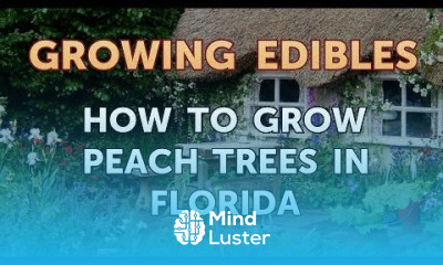 How to Grow Peach Trees in Florida