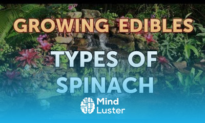 Types of Spinach