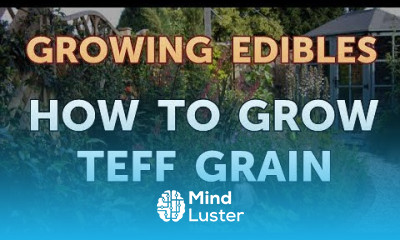 How to Grow Teff Grain