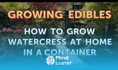 How to Grow Watercress at Home in a Container