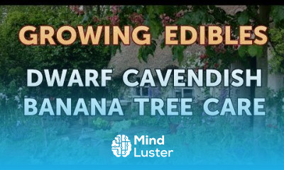 Dwarf Cavendish Banana Tree Care