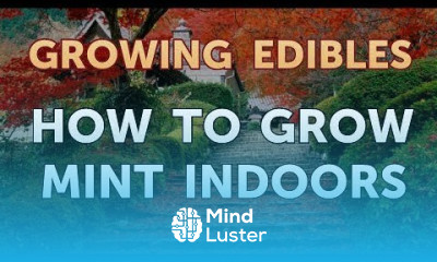 How to Grow Mint Indoors