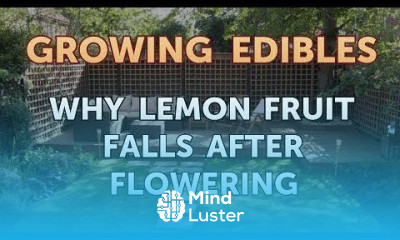 Why Lemon Fruit Falls After Flowering