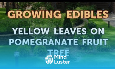 Yellow Leaves on Pomegranate Fruit Tree