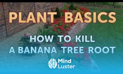 How to Kill a Banana Tree Root