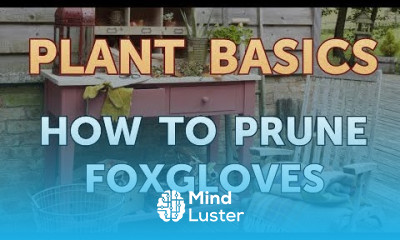 How to Prune Foxgloves