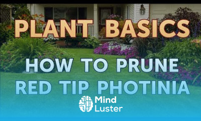 How to Prune Red Tip Photinia