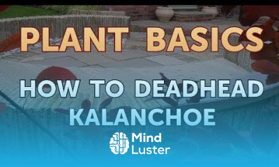 How to Deadhead Kalanchoe