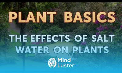 The Effects of Salt Water on Plants