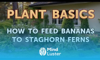 How To Feed Bananas to Staghorn Ferns