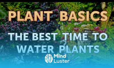The Best Time to Water Plants