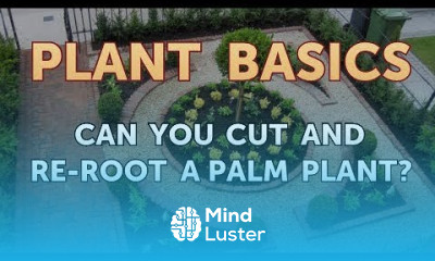 Can You Cut and Re root a Palm Plant
