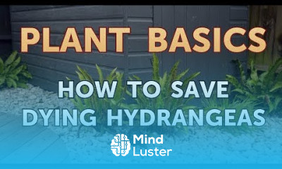 How to Save Dying Hydrangeas
