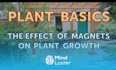 The Effect of Magnets on Plant Growth