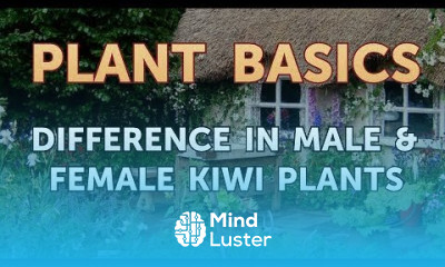 Difference in Male Female Kiwi Plants