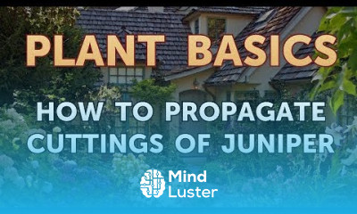 How to Propagate Cuttings of Juniper